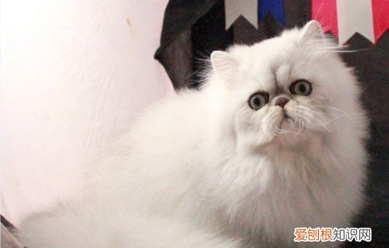 为啥猫喜欢钻盒子 猫为什么喜欢钻盒子,猫为什么喜欢钻盒子,猫为什么喜欢钻进盒子里