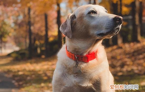 怎么区分犬瘟和感冒 如何区分犬瘟和感冒