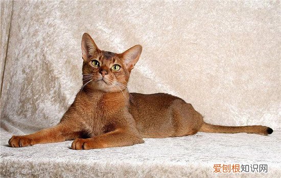 阿比西尼亚猫是什么 阿比西尼亚猫是古埃及神猫吗