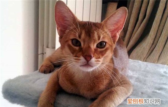 阿比西尼亚猫是什么 阿比西尼亚猫是古埃及神猫吗