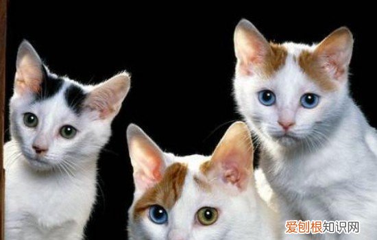 冬天怎么帮小区流浪猫过冬 冬天怎么救助流浪猫,冬天如何救助流浪猫,冬季如何救助流浪猫