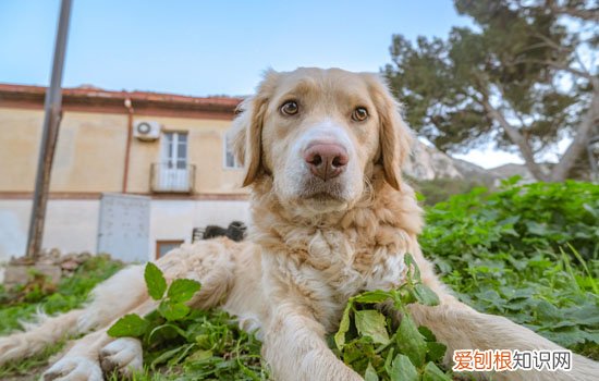 金毛生病了有哪些症状 金毛生病时会出现的症状