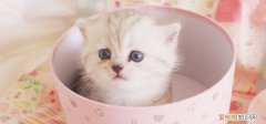 三个月的小猫能吃多少,三个月小猫吃多少猫粮,三个月小猫吃多少克猫粮