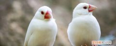 白文鸟怎么养 养白文鸟方法