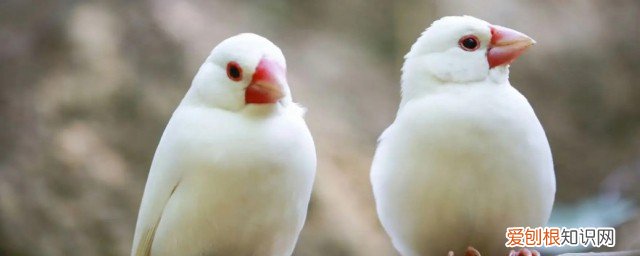 白文鸟怎么养 养白文鸟方法