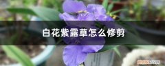 白花紫露草的扦插方法 白花紫露草怎么修剪