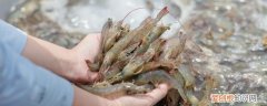 河虾怎么养殖 河虾怎么养才能养活