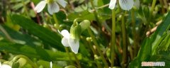 白丁香如何种植 白花地丁繁殖方法