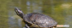 红耳龟怎么养 养红耳龟方法
