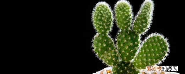 千手观音怎么养 养千手观音方法