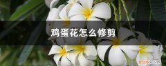 鸡蛋花怎么修剪图解 鸡蛋花怎么修剪