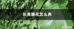 常青藤花怎么养护 常青藤花怎么养