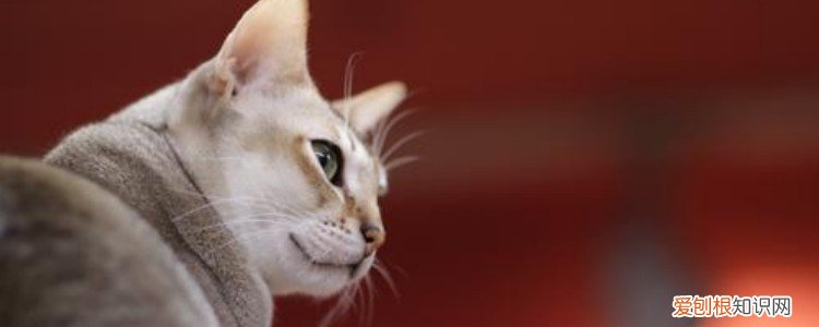 猫可以喝纯牛奶吗? 猫可以喝牛奶吗,猫可以喝纯牛奶吗,猫咪可以喝牛奶吗