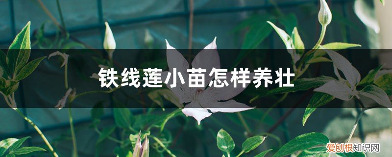 铁线莲小苗用多大的盆种 铁线莲小苗怎样养壮