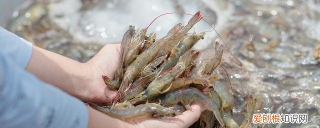 活虾怎么养 市场卖活虾怎么养不死