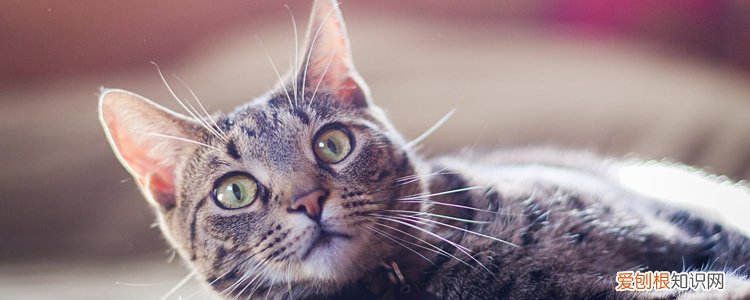 冬天猫身上为什么会有静电 猫冬天起静电怎么办,冬天猫起静电怎么办,冬天猫身上有静电怎么办