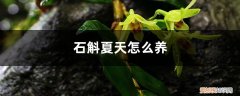 石斛夏天怎么养好 石斛夏天怎么养