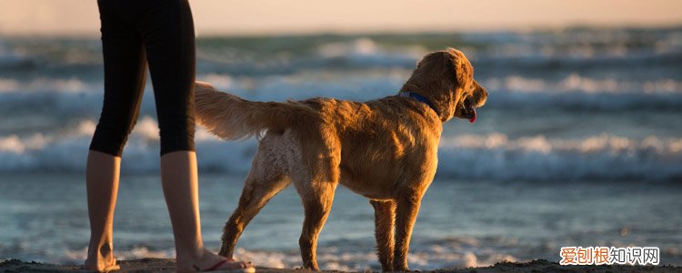 狗狗需要做哪些体检 这些能排查大部分疾病