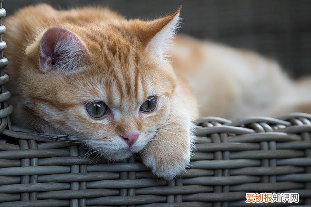 冬天猫猫可以喝冷水吗 猫冬天可以喝冷水吗