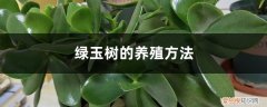 绿玉树的养殖方法繁殖 绿玉树的养殖方法