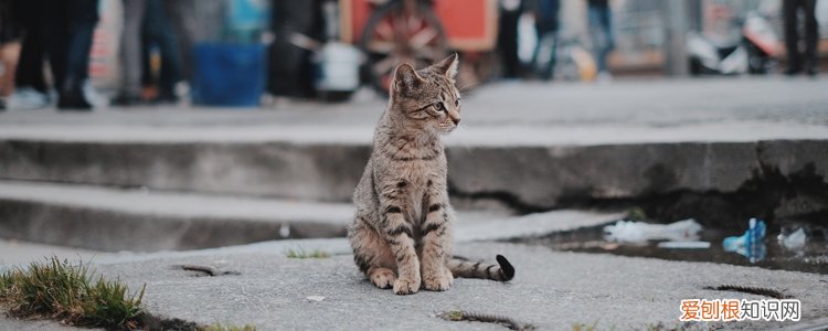 猫冬天可以养在室外吗,冬天猫能放在敞开阳台养吗,冬天猫能放在阳台养吗