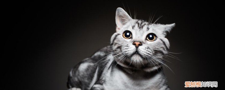 宠物猫可以吃生肉吗? 猫可以吃生肉吗,猫可以吃生肉嘛,宠物猫可以吃生肉吗