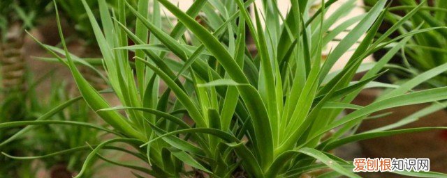 龙须怎么养 龙须树怎么养才能更旺盛