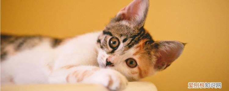 猫冬天很爱睡觉怎么回事,为什么猫冬天那么爱睡觉,为什么冬天猫咪嗜睡