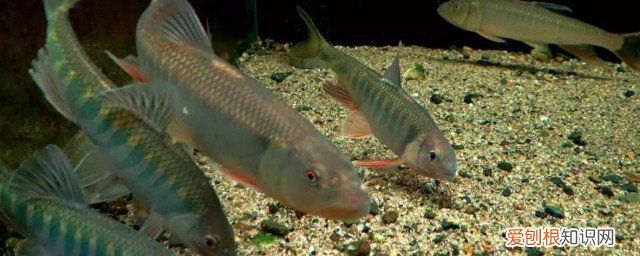 马口鱼怎么养 马口鱼养殖技术