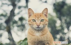 猫能吃葡萄么? 猫可以吃葡萄吗