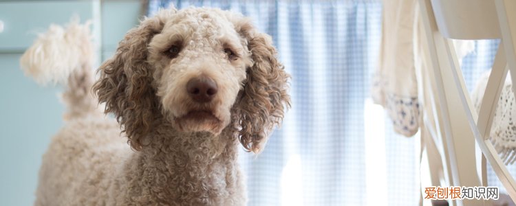 狗吃巧克力一般多久会有反应呢 吃多少会死?