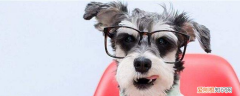 狗耳螨怎么治疗 注意清理和消炎！