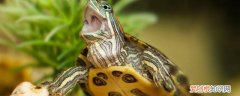 黄喉龟怎么养 怎么养黄喉龟