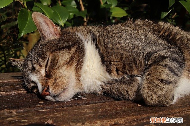 猫在冬天是不是都喜欢睡觉 猫冬天爱睡觉正常吗,冬天猫爱睡觉正常吗,冬天猫喜欢睡觉