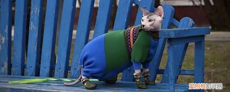 猫冬天没暖气怎么过,冬天没暖气猫咪怎么办,冬天家里没暖气猫怎么办