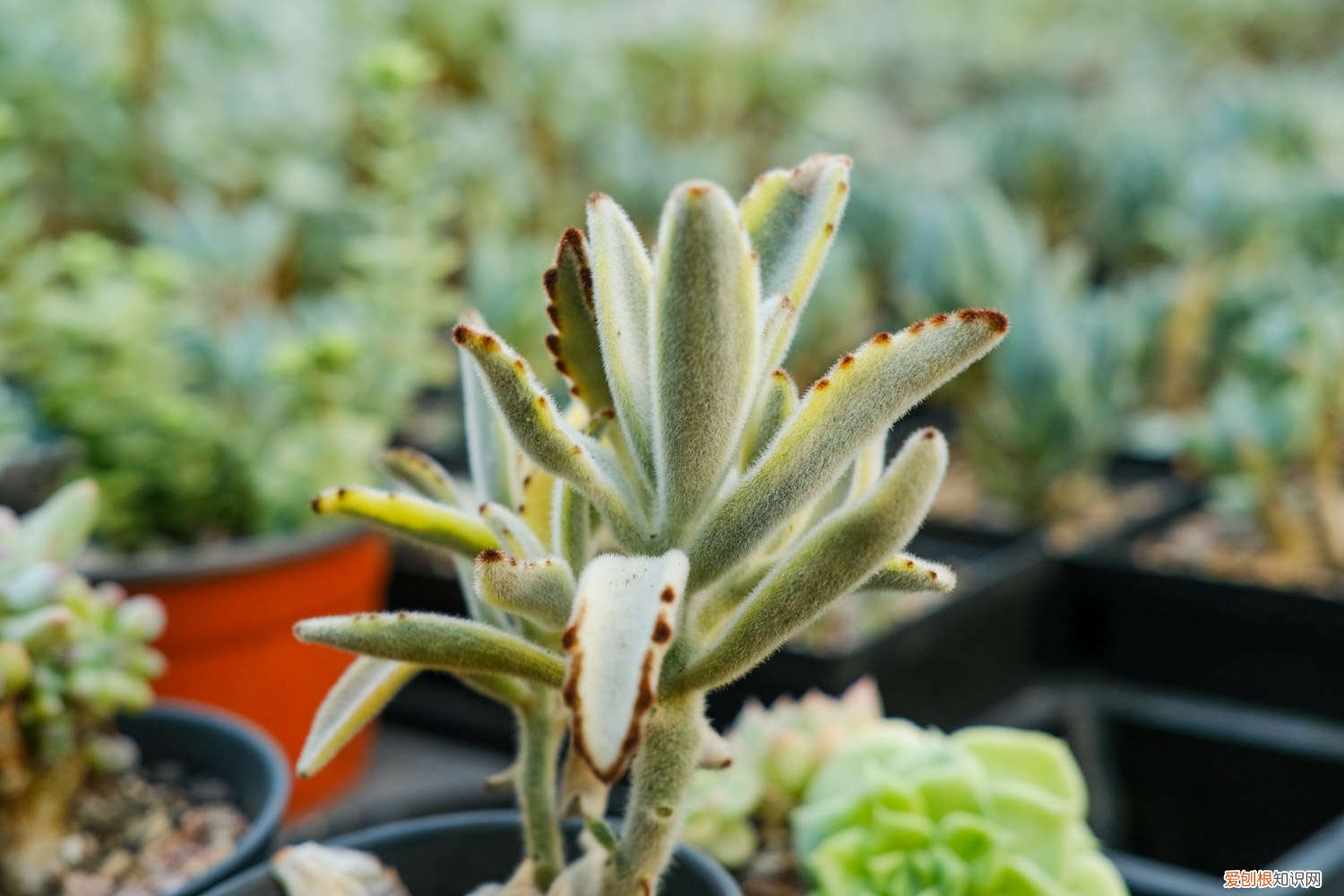 月兔耳多肉介绍 月兔耳多肉怎么养