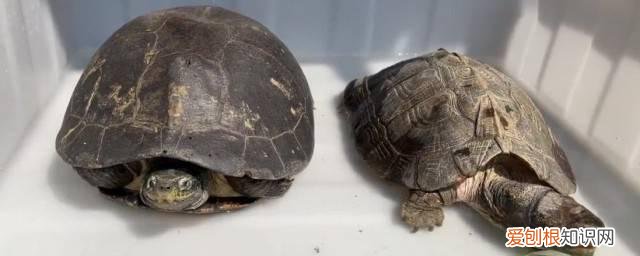 亚巨怎么养 亚巨养殖技巧