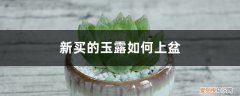 买回来的多肉玉露怎样上盆 新买的玉露如何上盆