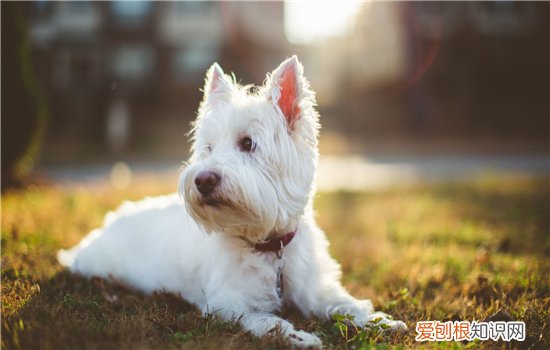 狗狗便秘的原因及正确应对方法图片 狗狗便秘的原因及正确应对方法