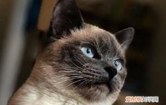 暹罗猫每天吃多少 暹罗猫一天喂多少,暹罗猫一天吃几顿饭,暹罗猫一天吃几顿