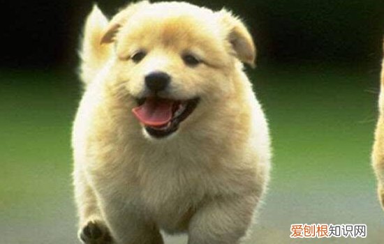 狗狗狂犬病症状 一定要提前给狗狗注射狂犬疫苗哦！