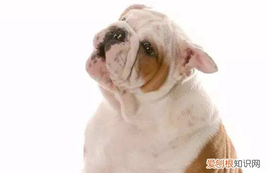 狗狗狂犬病症状 一定要提前给狗狗注射狂犬疫苗哦！