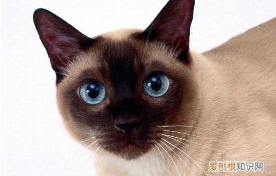 暹罗猫长大会变短毛么