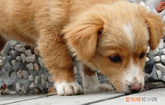 狗狗传染性肝炎眼睛的症状 传染性肝炎死亡率高吗？