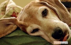 狗狗传染性肝炎症状 一定要及时就医哦！