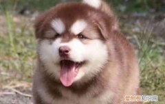 犬类细小预防 主人们一定要知道！