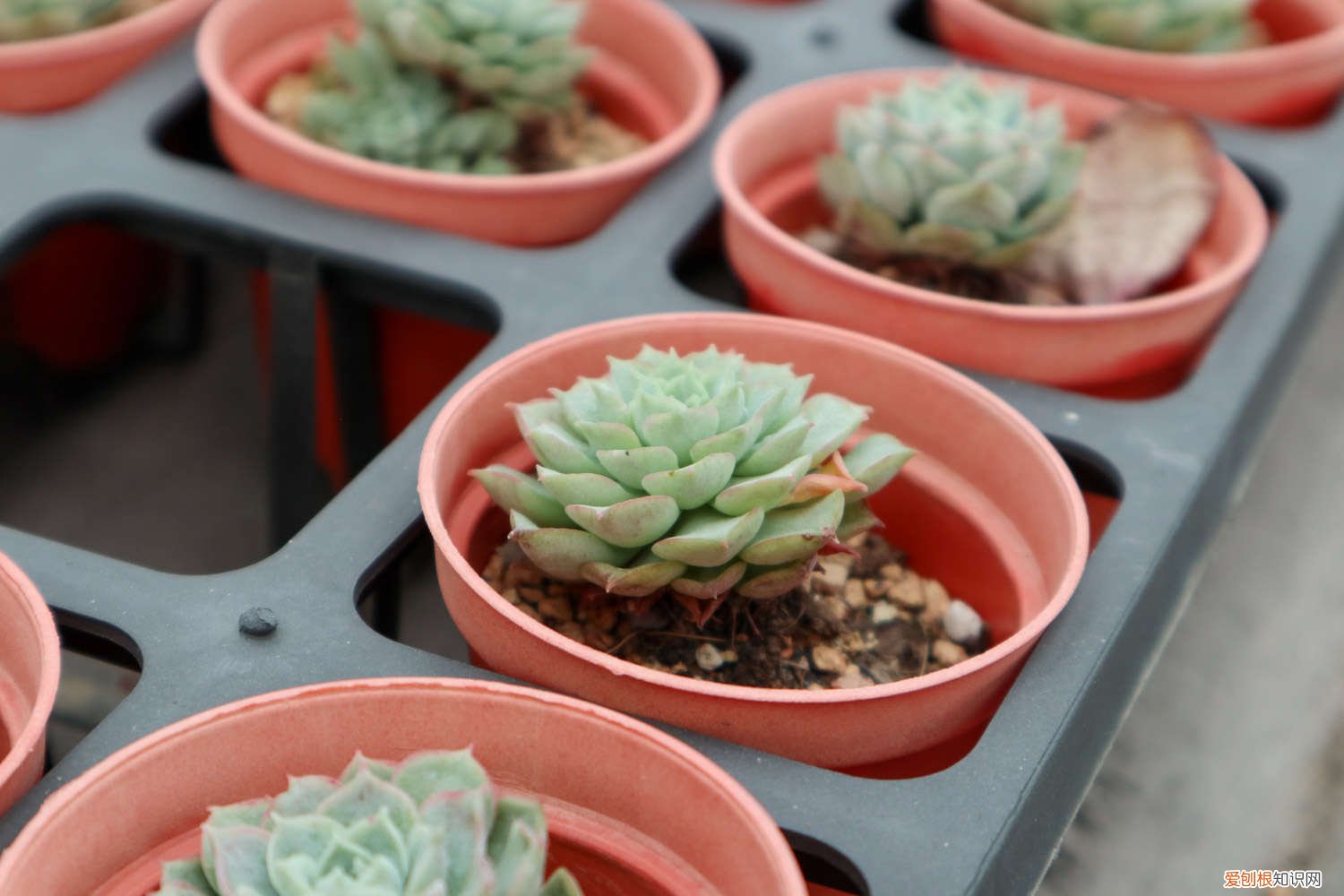 蒂亚多肉怎么才能变红色呢 蒂亚多肉怎么才能变红