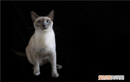 猫为什么不能吃巧克力,吃了怎么办 猫吃了德芙会怎么样,猫吃了德芙巧克力,猫吃了德芙会怎么办