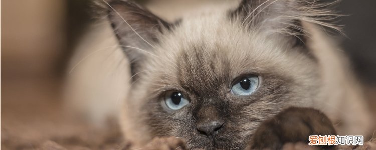 冬天可不可以给猫剃毛 猫冬天能剃毛吗,猫冬天可以剃毛吗,冬天猫可以剃毛吗