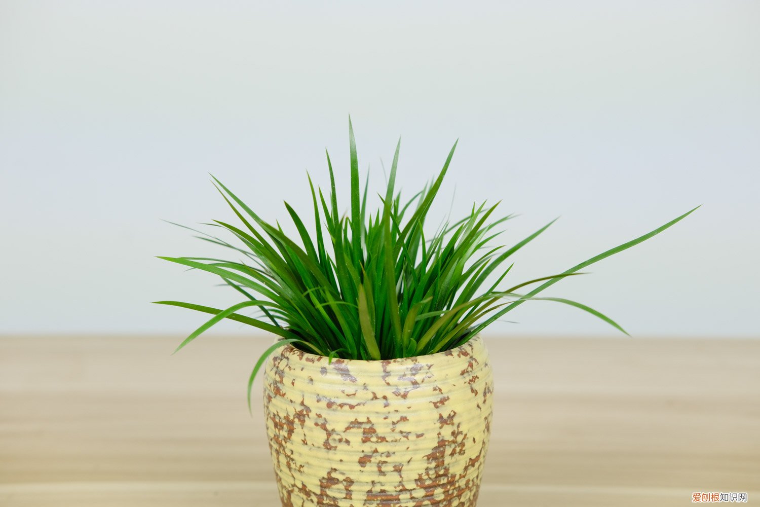 昌蒲草盆景怎么培养视频 昌蒲草盆景怎么培养